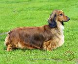 Dachshund 9R086D-006